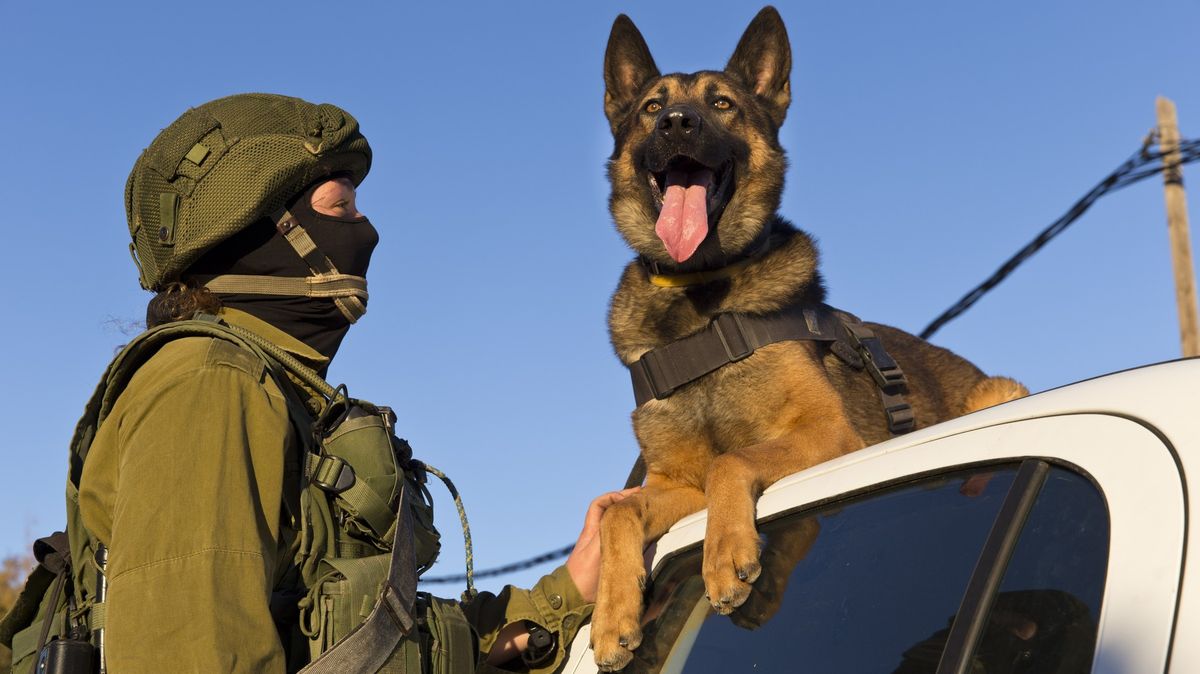Izrael nasazuje do tunelů proti Hamásu psy, svou smrtí zachraňují vojáky